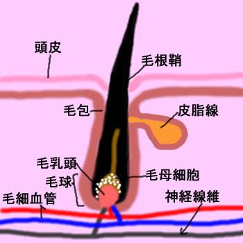 更年期世代の抜け毛 薄毛の６つの原因